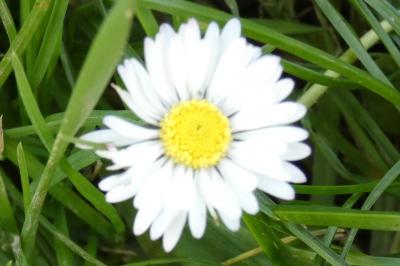 <i>Bellis perennis</i>