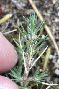 <i>Polycnemum arvense</i>