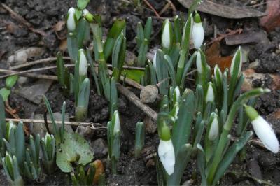 <i>Galanthus nivalis</i>