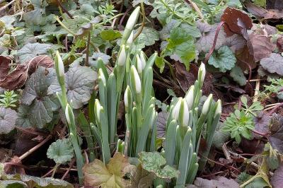 <i>Galanthus nivalis</i>