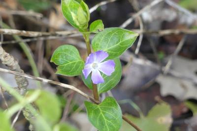 <i>Vinca minor</i>
