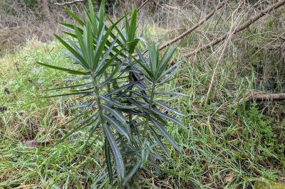 <i>Euphorbia lathyris</i>