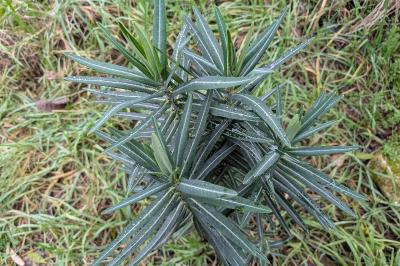 <i>Euphorbia lathyris</i>