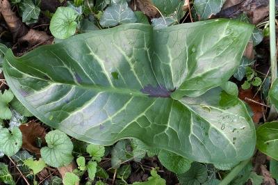 <i>Arum maculatum</i>