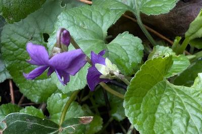 <i>Viola odorata</i>