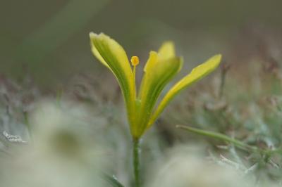 <i>Gagea bohemica</i>