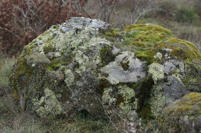 <i>Gagea bohemica</i>