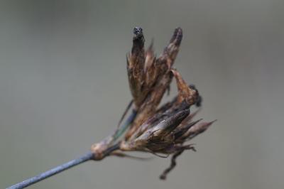 <i>Atocion armeria</i>