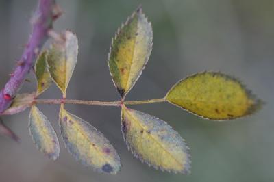 <i>Rosa agrestis</i>