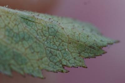 <i>Rosa agrestis</i>