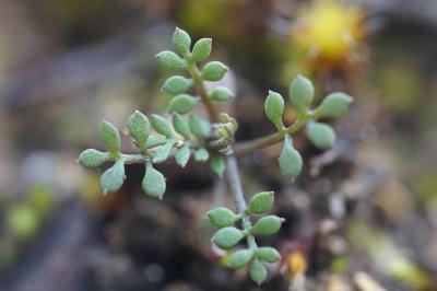 <i>Hornungia petraea</i>
