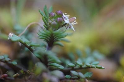 <i>Hornungia petraea</i>