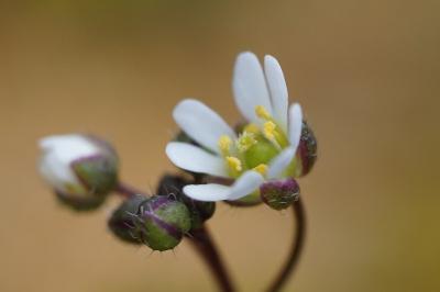 <i>Draba verna</i>