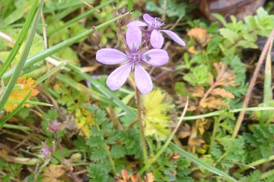 <i>Erodium cicutarium</i>