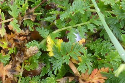 <i>Erodium cicutarium</i>