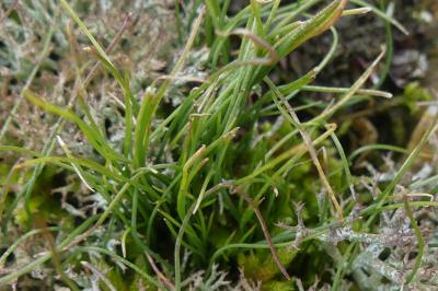 <i>Gagea bohemica</i>