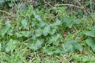 <i>Arum italicum</i>