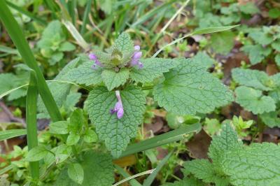 <i>Lamium purpureum</i>