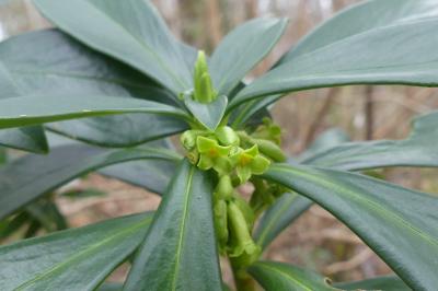 <i>Daphne laureola</i>