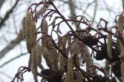 <i>Alnus glutinosa</i>