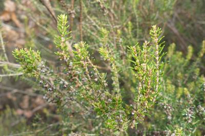 <i>Erica scoparia</i>