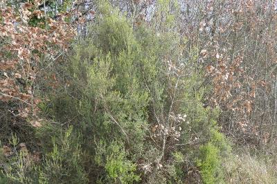 <i>Erica scoparia</i>
