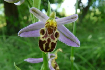 <i>Ophrys apifera</i>