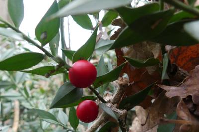 <i>Ruscus aculeatus</i>