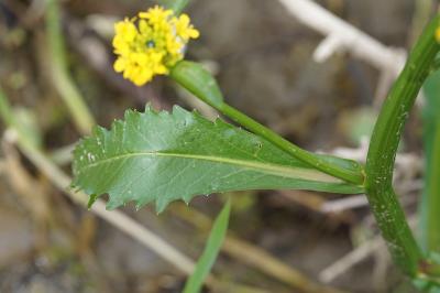 <i>Rorippa amphibia</i>