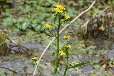 <i>Rorippa amphibia</i>
