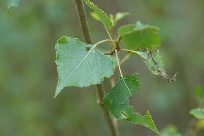 <i>Populus</i>
