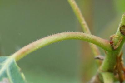 <i>Populus</i>