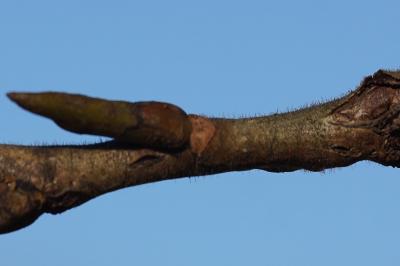 <i>Populus</i>