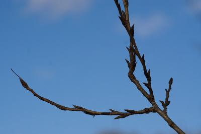 <i>Populus</i>