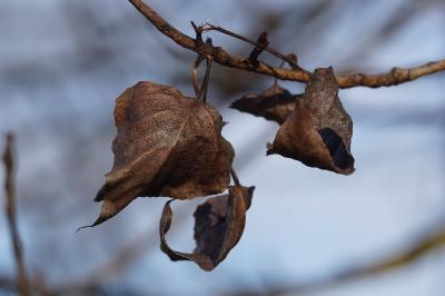 <i>Populus</i>