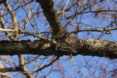 <i>Populus</i>