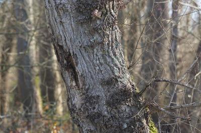 <i>Populus</i>