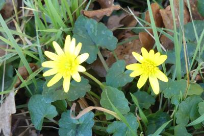 <i>Ficaria verna</i>
