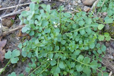 <i>Cardamine hirsuta</i>