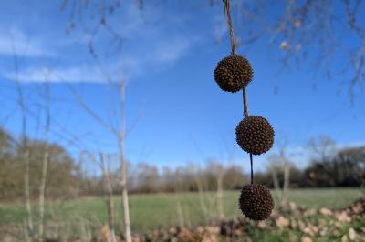 <i>Platanus x hispanica</i>