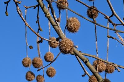 <i>Platanus x hispanica</i>