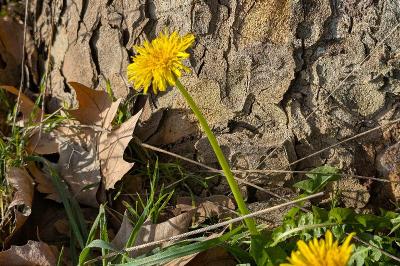 <i>Taraxacum</i>