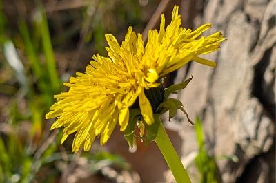 <i>Taraxacum</i>