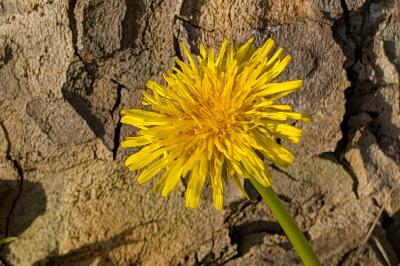<i>Taraxacum</i>