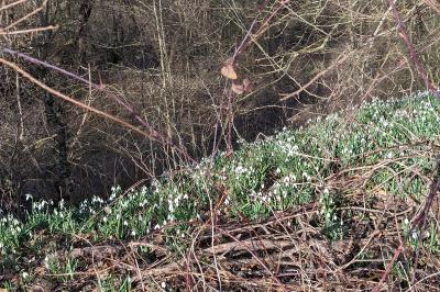 <i>Galanthus nivalis</i>