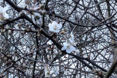 <i>Prunus spinosa</i>