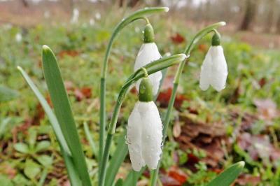 <i>Galanthus nivalis</i>