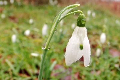 <i>Galanthus nivalis</i>