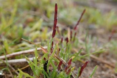 <i>Mibora minima</i>