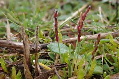 <i>Mibora minima</i>